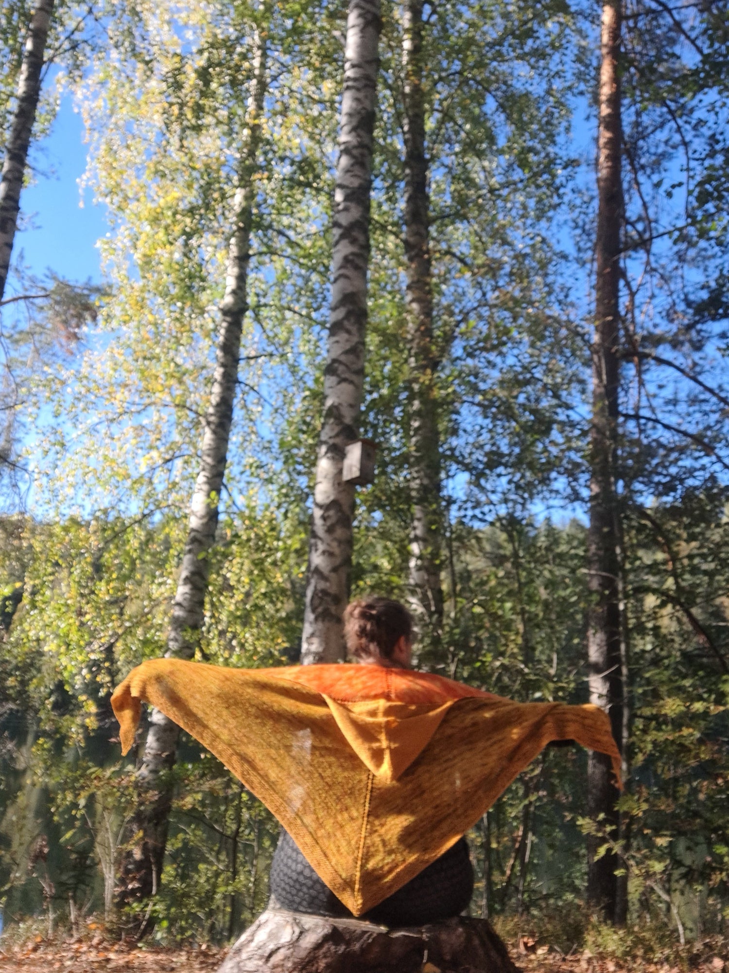 Heure dorée dans la forêt